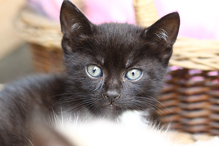 black kitten thumbnail