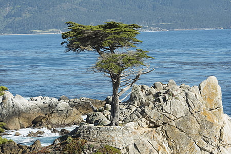 green tree near ocean thumbnail