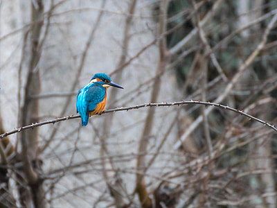 blue and orange bird perching on tree branch thumbnail