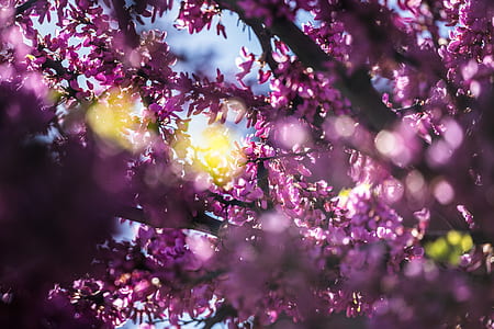 shallow focus photography of purple leafed tree during daytime thumbnail