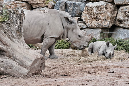 wildlife photography of two gray rhinos thumbnail