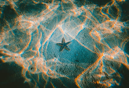 underwater photography of starfish on seafloor thumbnail