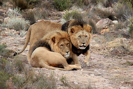 two lions resting on gray pavement thumbnail