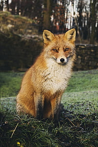 fox sitting on grass near trees thumbnail