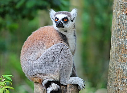 gray and brown lemur thumbnail