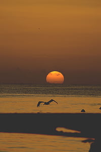 silhouette of pelican flying over large body of water thumbnail