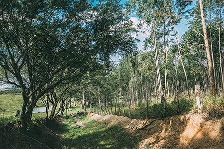 wood, landscape, nature, water thumbnail