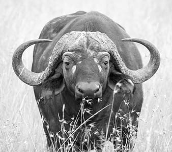 black-and-white, nature, animal, blur thumbnail