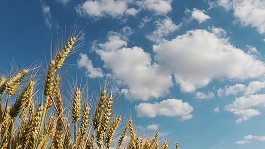 hay field under blue and white sky during daytime thumbnail