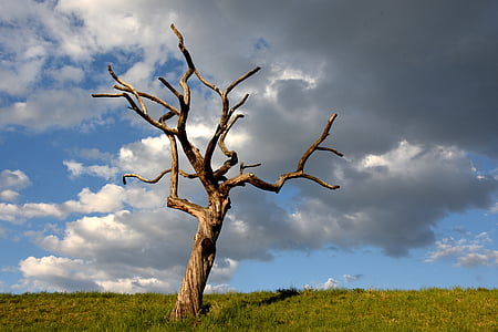 withered tree on ground thumbnail