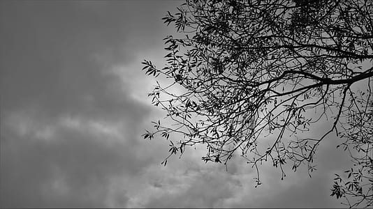 tree under cloudy sky during daytime thumbnail