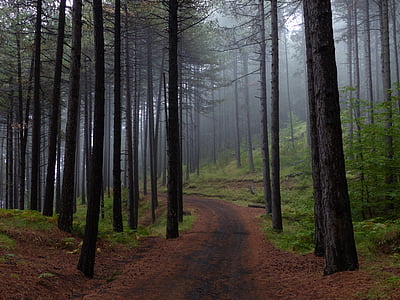 green trees near walkway thumbnail