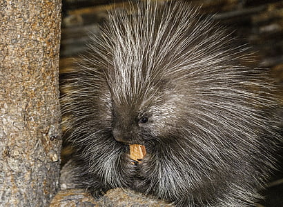 gray porcupine thumbnail