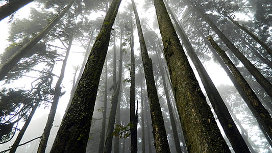 Japan Suicide Forest thumbnail