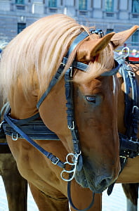 shallow focus photography of brown horse thumbnail
