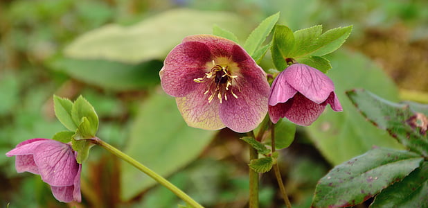 purple petaled flowers thumbnail