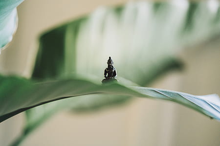 photography of Gautama buddha figurine on top of leaf thumbnail