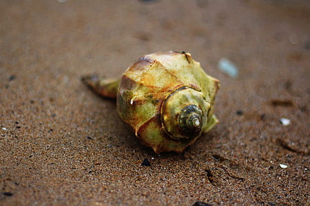 green conch shell thumbnail