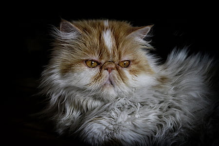 close up photography of long-fur white and brown cat thumbnail
