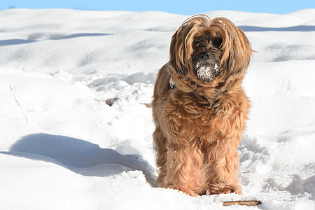 adult brown Lhasa apso thumbnail