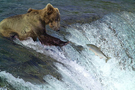 grizzly bear hunting salmon fishes on water thumbnail