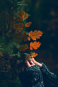 hands, leaves, autumn, fall thumbnail