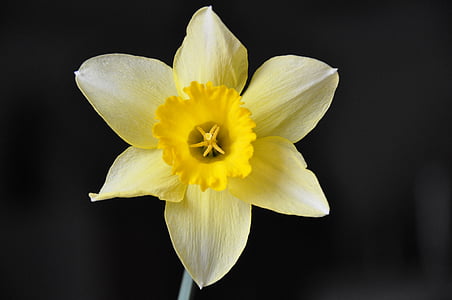 beige wild daffodil flower thumbnail