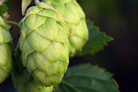 closeup of green fruit thumbnail