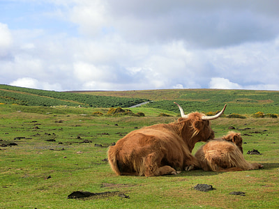 brown cow on green grass during daytime thumbnail
