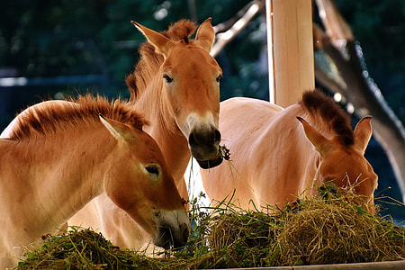 three brown horse eating grass thumbnail