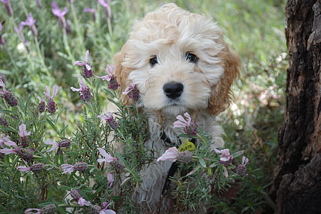 long-coated white and brown puppy standing on flower field during day thumbnail