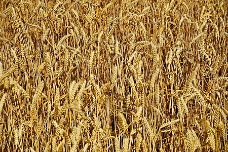 Farmland thumbnail