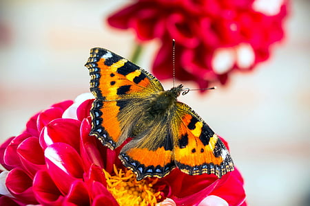 tilt shift lens photography of yellow and black butterfly on red flower thumbnail