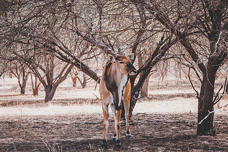 kudu surrounded with treesz thumbnail