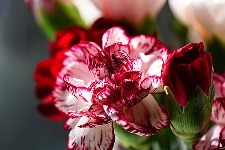 red flower thumbnail