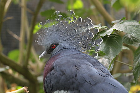 closeup photo of gray bird near green leaf thumbnail