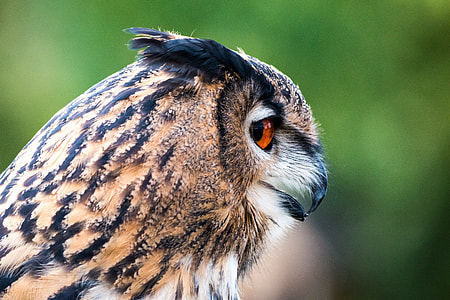 selective focus photo of brown and white feather owl thumbnail