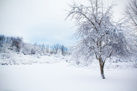 leafless tree covered with snow thumbnail