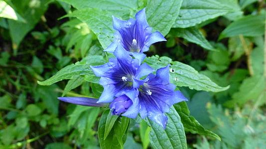 selective focus photography of blue petaled flowers thumbnail
