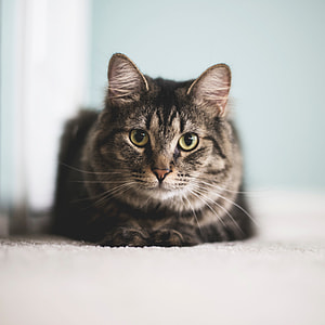 Cat Straight Ahead thumbnail