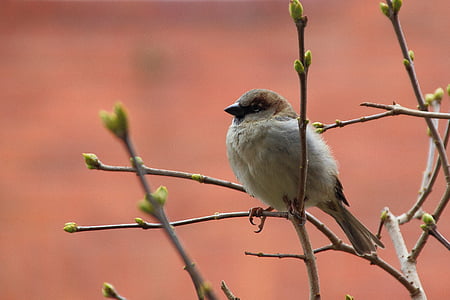 brown and white bird closeup phography thumbnail