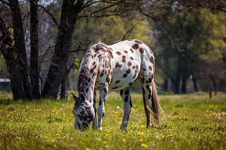 brown horse during daytime thumbnail