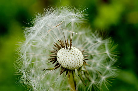 white dandelion closeup photography thumbnail