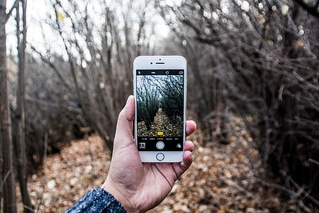 person taking picture of dried leaves between woods thumbnail