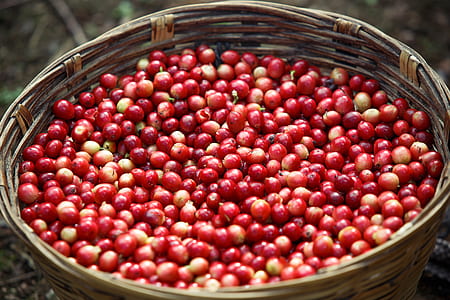 coffee beans inside of basket thumbnail