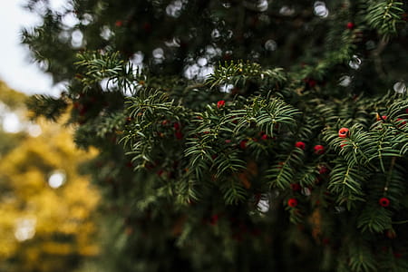 Green Tree Leaves thumbnail