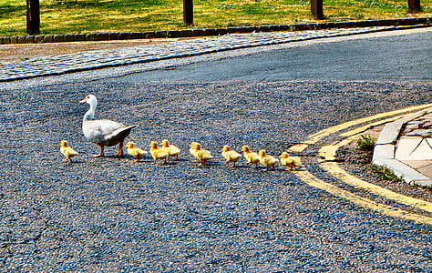 white duck and ducklings crossing on road thumbnail