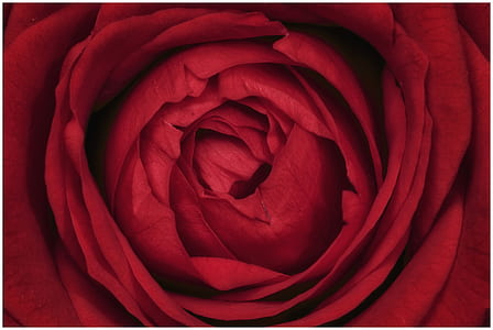close-up photography of red rose flower thumbnail