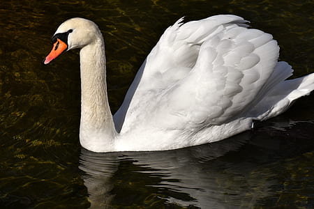 swan on body of water thumbnail