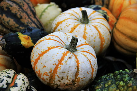 two white-and-orange squashes thumbnail